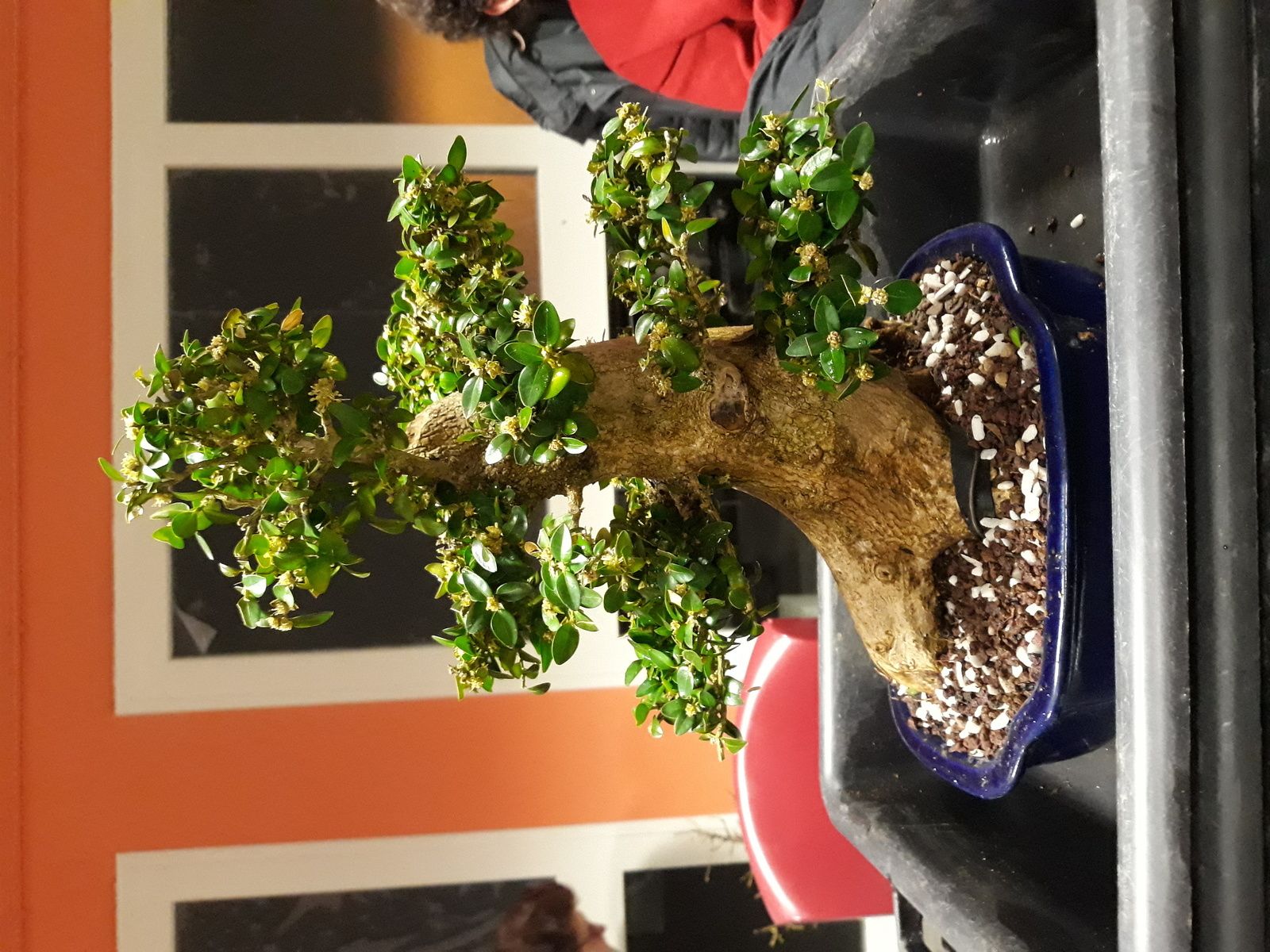 Voici quelques arbres qui ont été travaillés lors de la réunion de vendredi dernier, dont certains en prévision de l'exposition du weekend prochain !!!