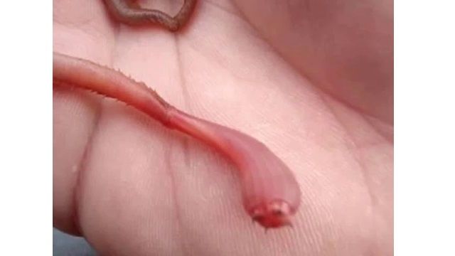 Le sportif selon la pêche dhiver