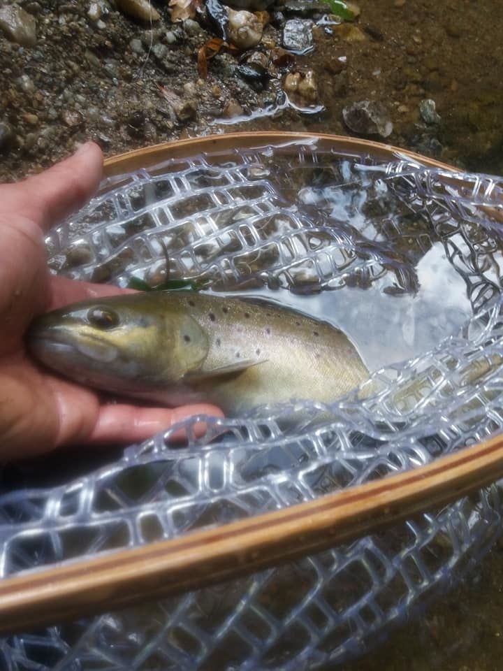 peche truite grande riviere