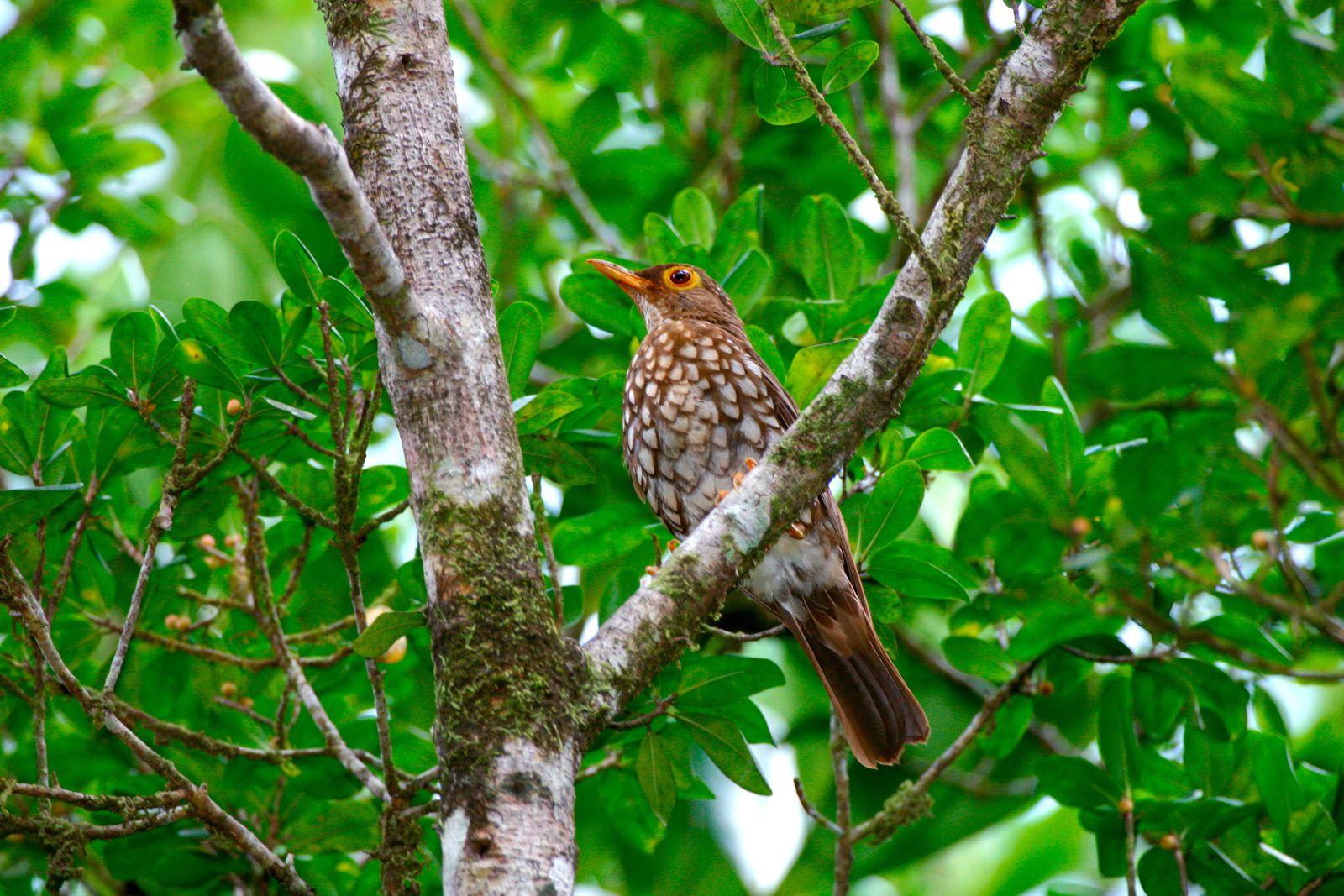 Oiseaux du jardin en taille reelle - Faune