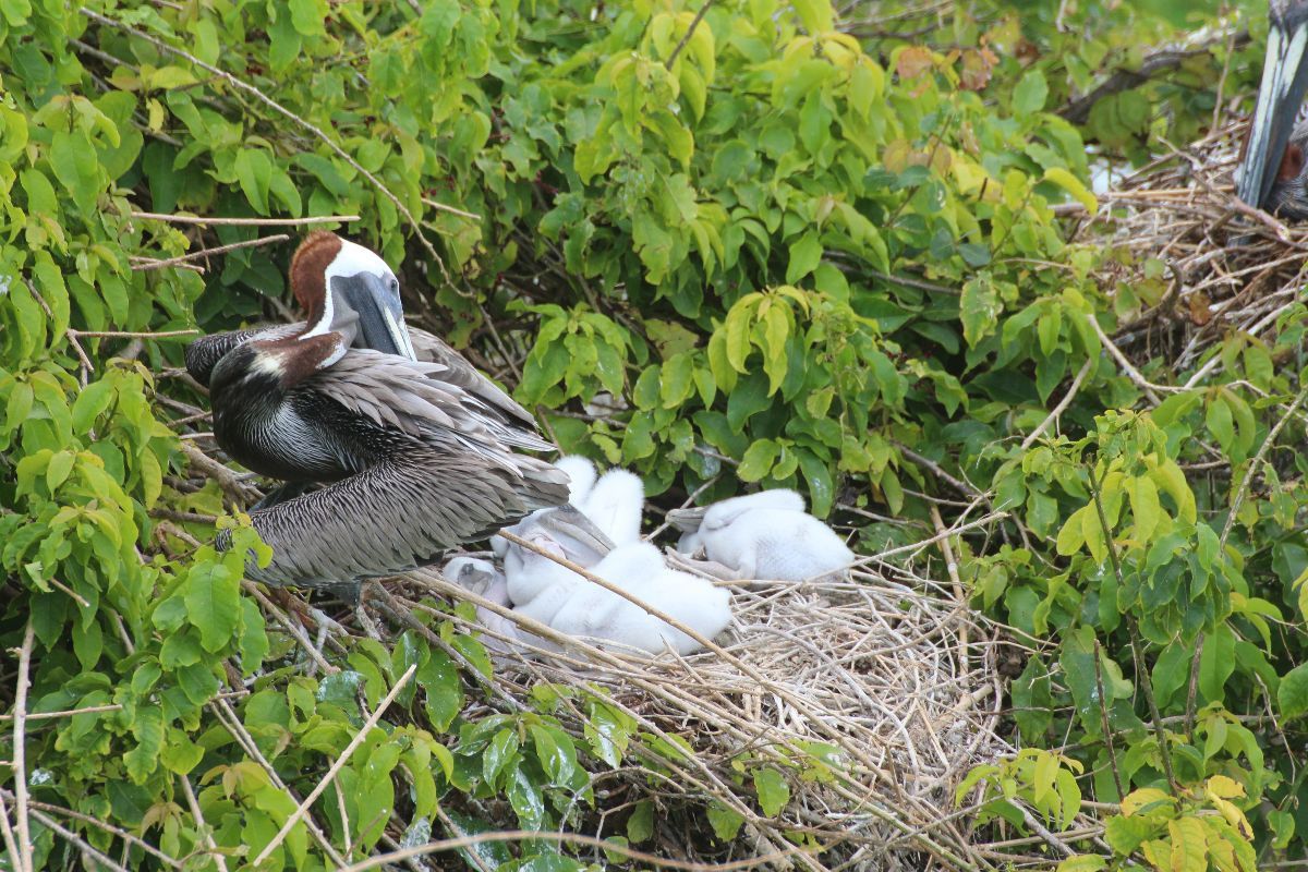 Suivi de la reproduction de Pélicans bruns du Gosier - Faune