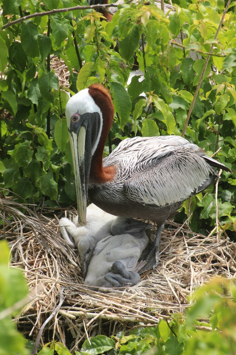 Suivi de la reproduction de Pélicans bruns du Gosier - Faune