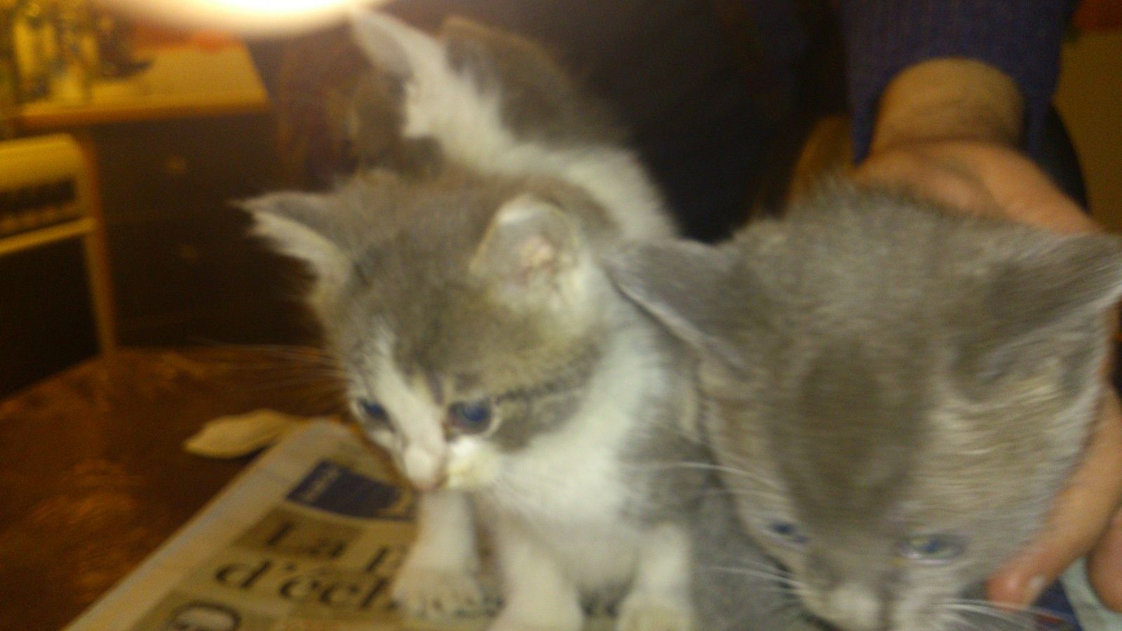 Mon Chaton Pue De La Gueule La chouette vagabonde - Lire, manger, se promener, découvrir... des