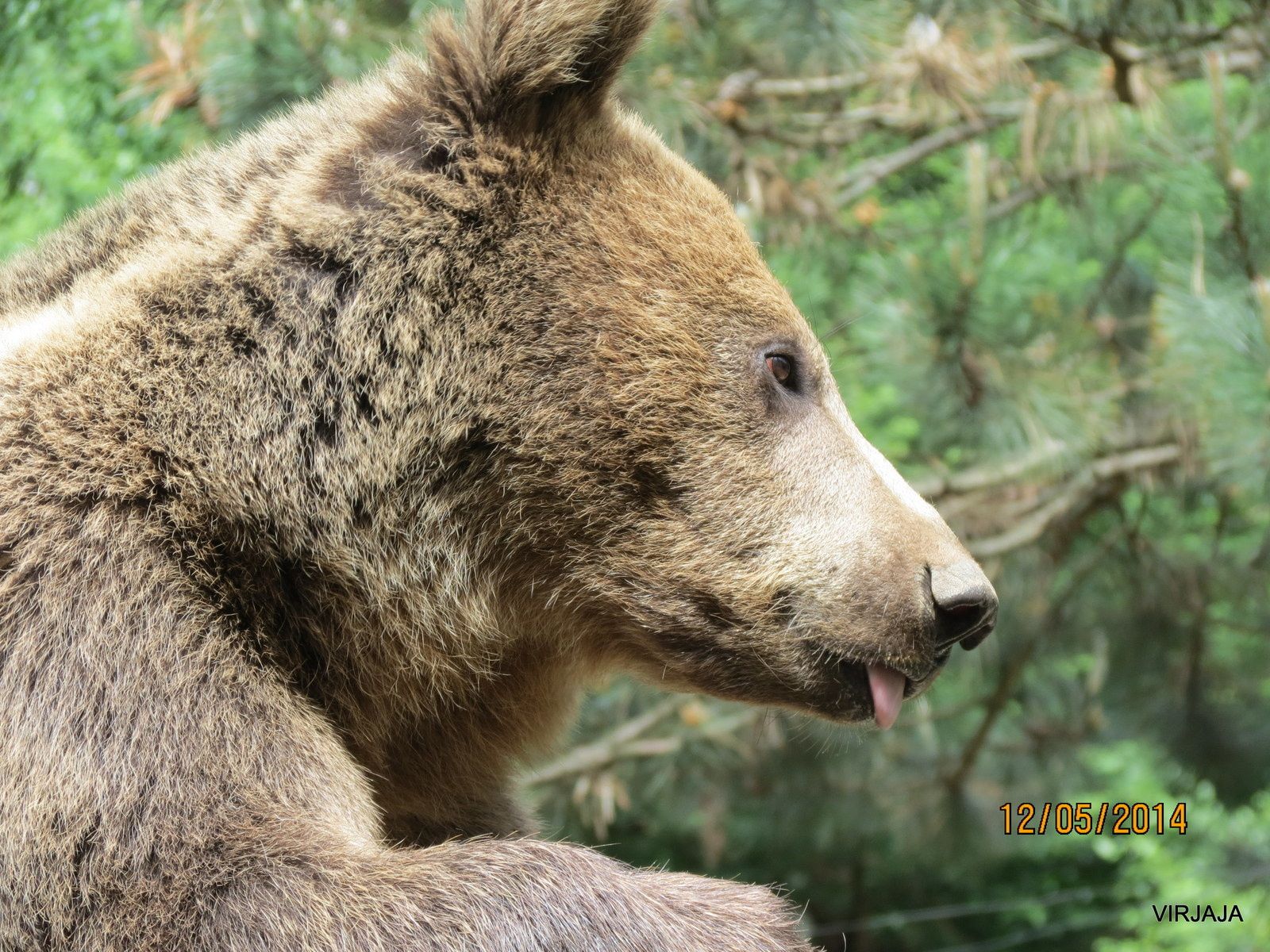 rencontre ours pyrénées