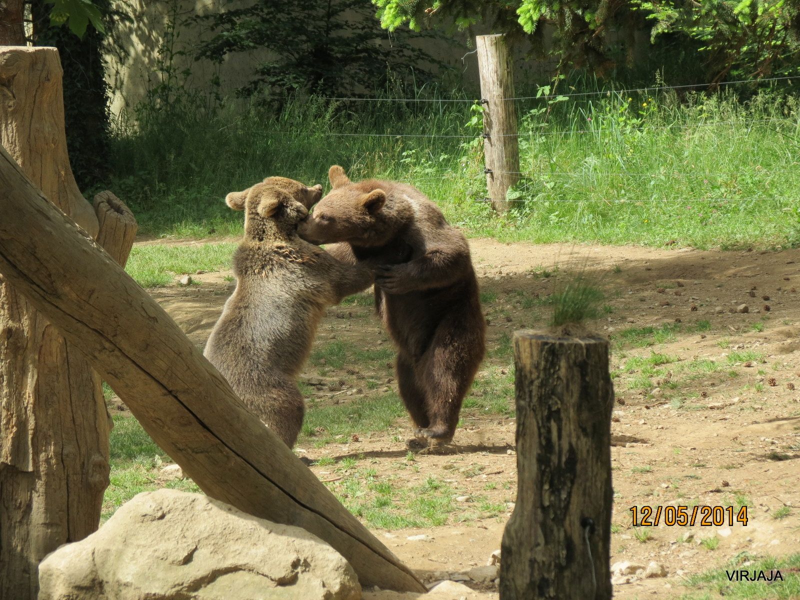 rencontre ours pyrénées