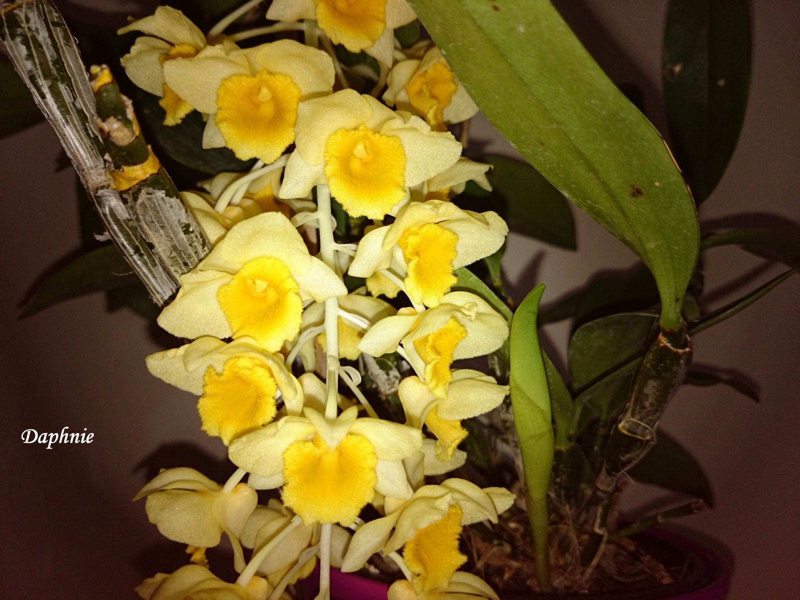 Orchifidélité : Dendrobium thyrsiflorum