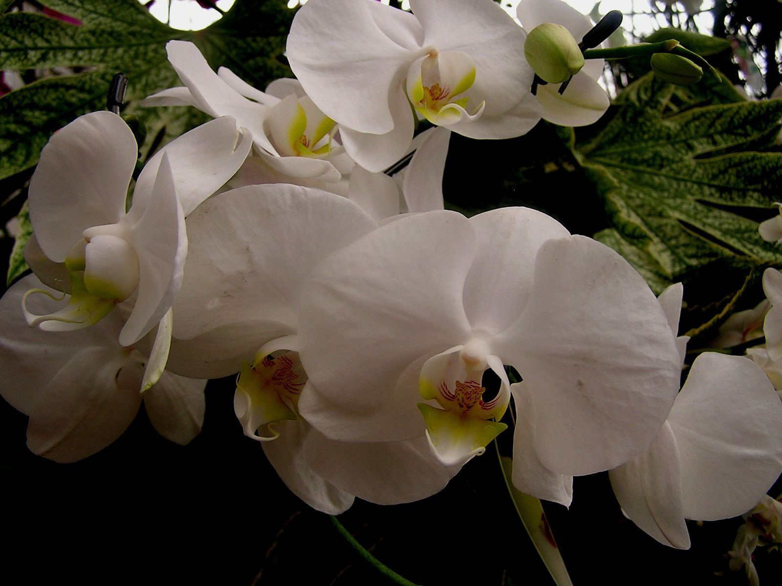cattleya hybride                         et             Phalaenopsis 