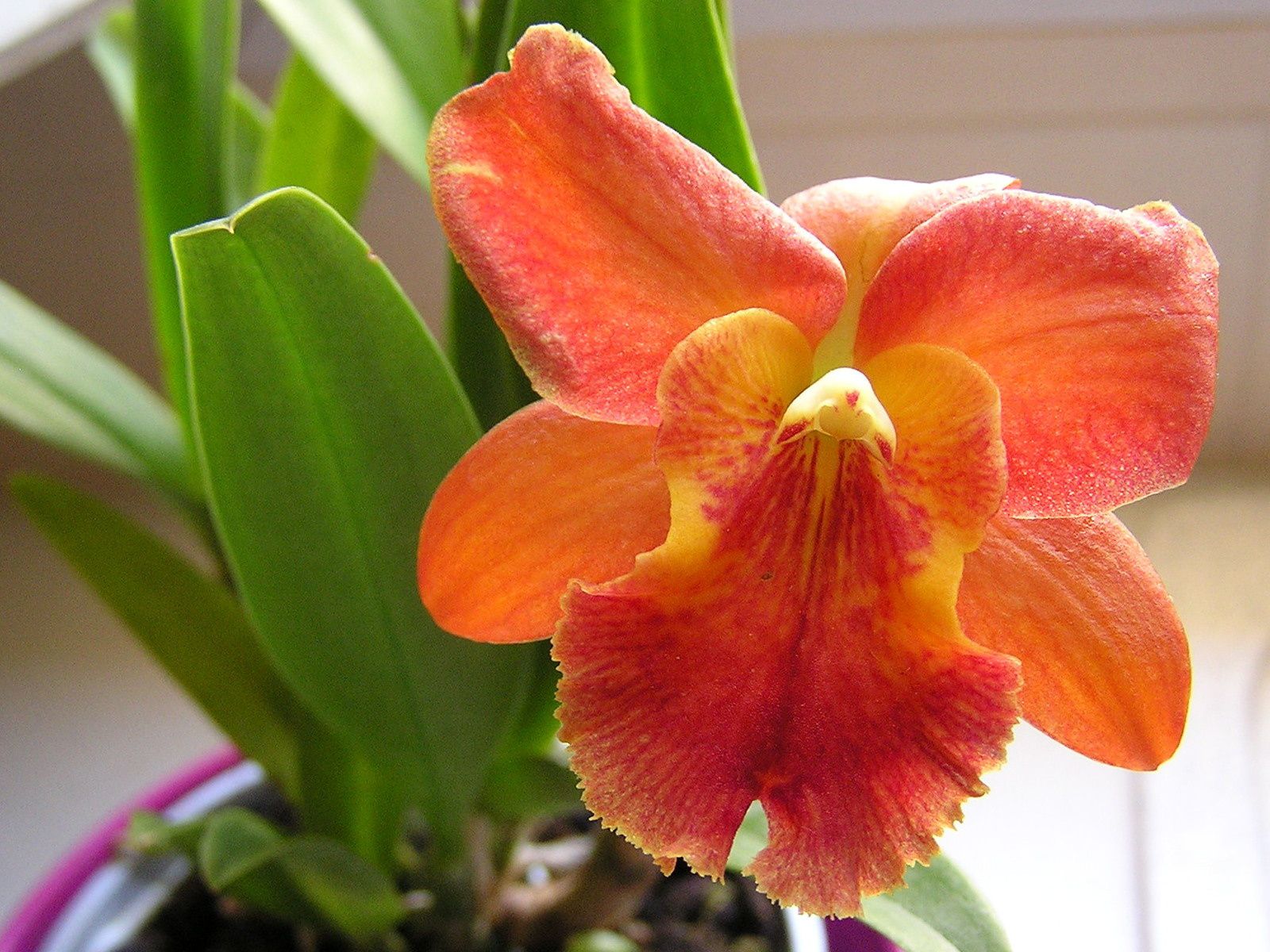 Les exigences des orchidées : hygrométrie, arrosage