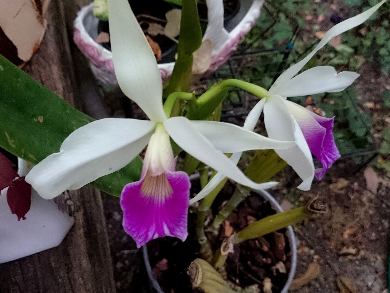 Un Amour d'Orchidée : laeila purpurata x Rosco Bispo