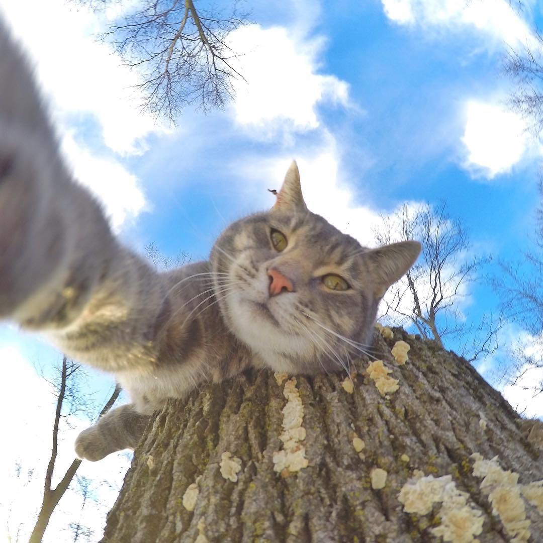 Manny le chat qui prends des selfies
