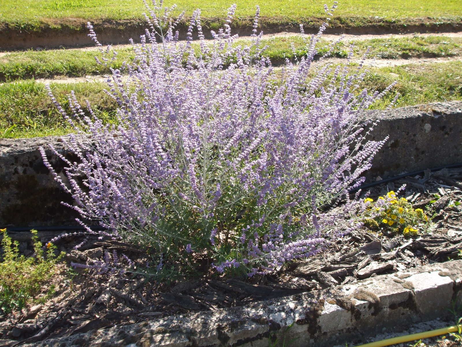 apiculture route d or