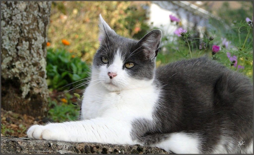 Site rencontre passion animaux