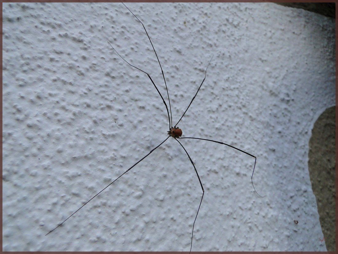 Araignées à longues pattes... La nature en photos... le plaisir d
