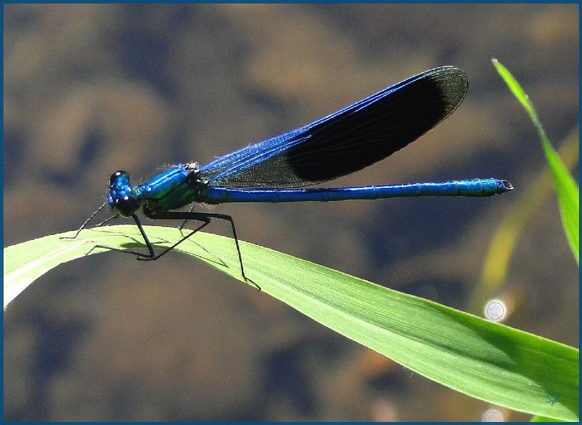 Libellule bleue La nature en photos... le plaisir d'admirer les