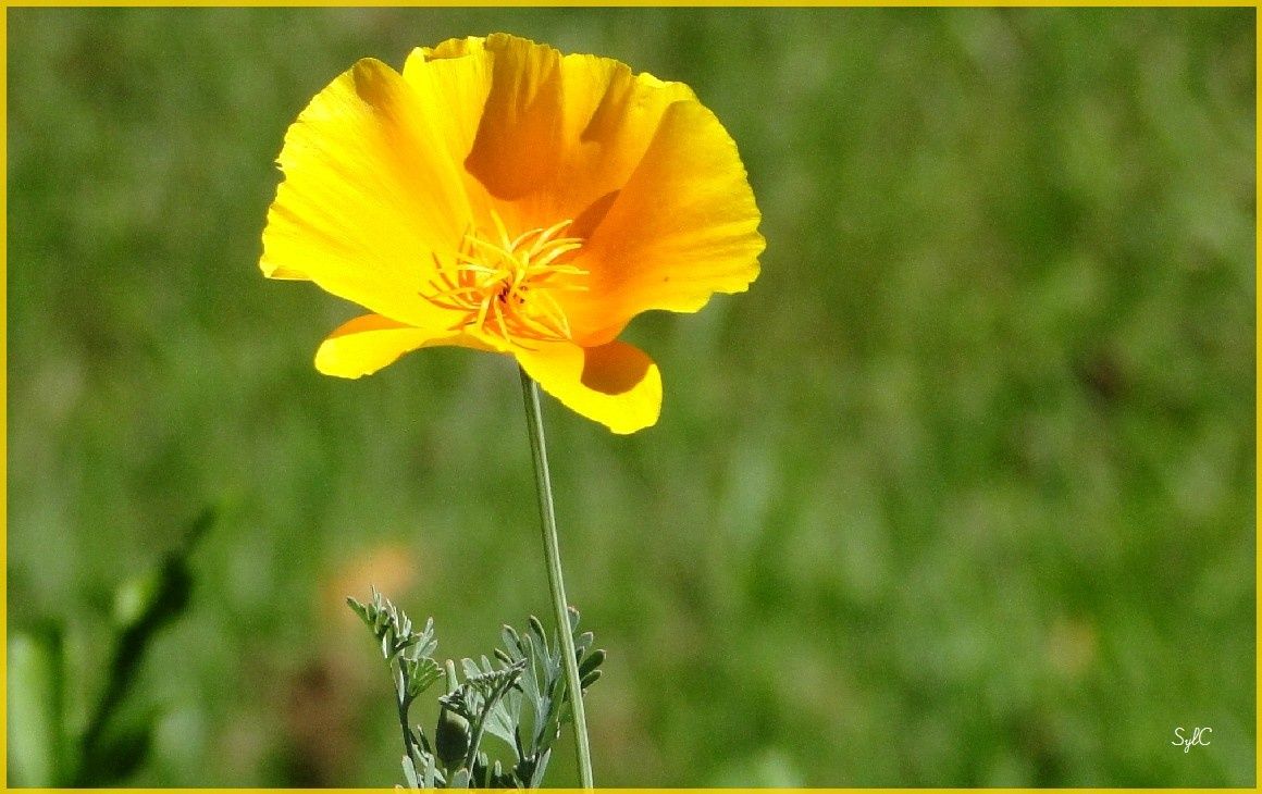 Série de fleurs jaunes ou oranges.