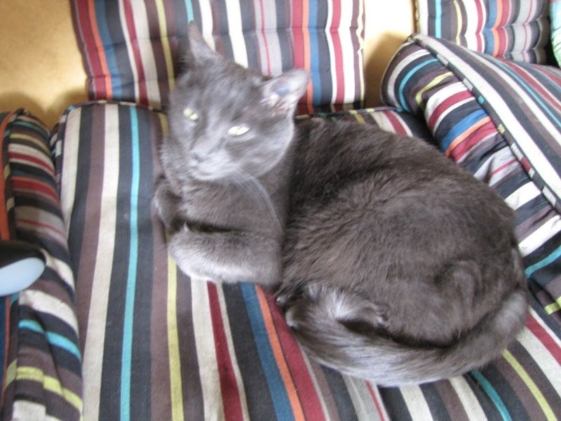 site de rencontre chichou gratuit