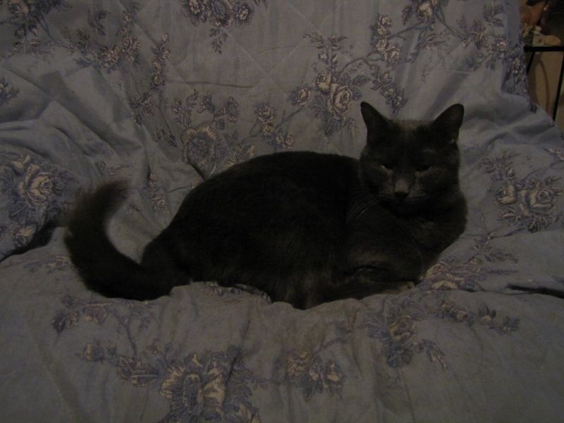 chichou chat rencontre