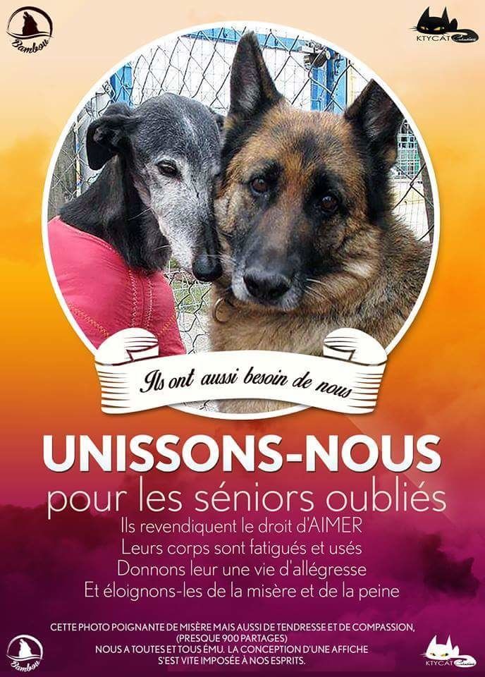 rencontres animaux chiens