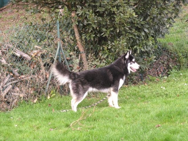 ADOPTION CHIEN - LUCKY 13 mois - BIENVENUE CHEZ NOUNETTE ADOPTION CHIEN - LUCKY 13 mois - BIENVENUE CHEZ NOUNETTE