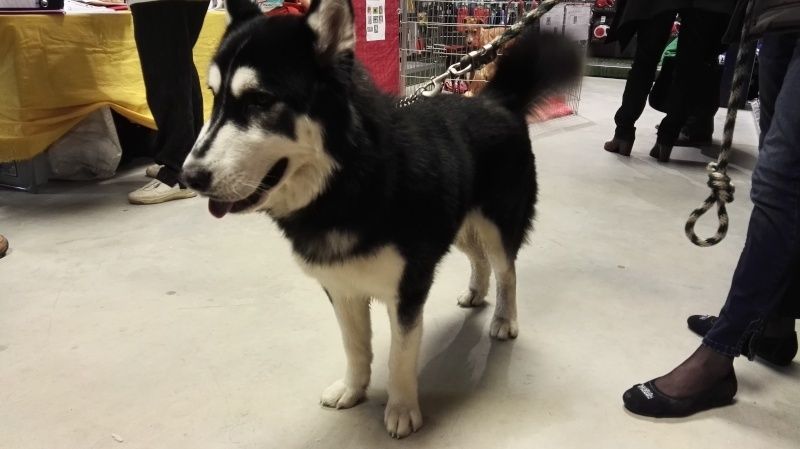 ADOPTION 3 CHIENS - LITTLE, LUCKY & TANGO - BIENVENUE CHEZ ADOPTION 3 CHIENS - LITTLE, LUCKY & TANGO - BIENVENUE CHEZ