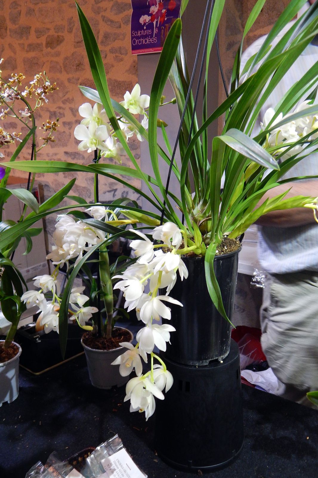 Visite du 7ème salon des orchidées à Feytiat 