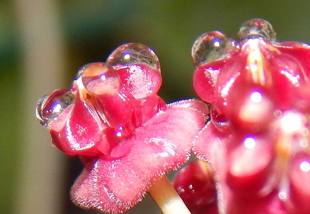 Nectar sur ombelle de hoya lucardenasiana 