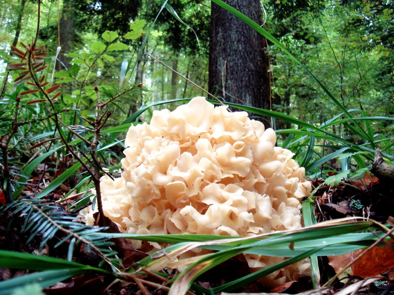Sparassis crépu