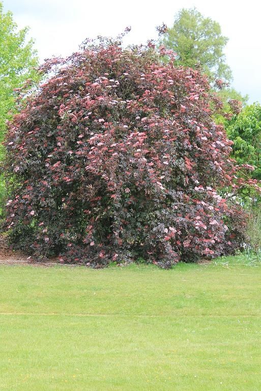 Magie du sureau noir au feuillage pourpre en pleine floraison - passeur de  plantes