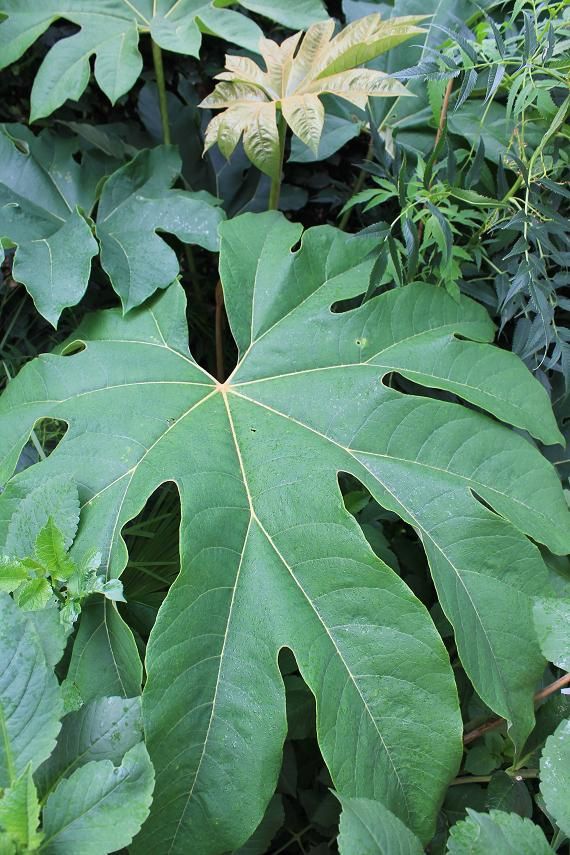 L'arbre à papier de Riz - passeur de plantes