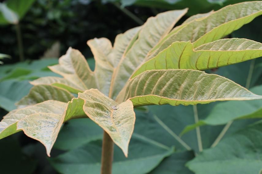 L'arbre à papier de Riz - passeur de plantes