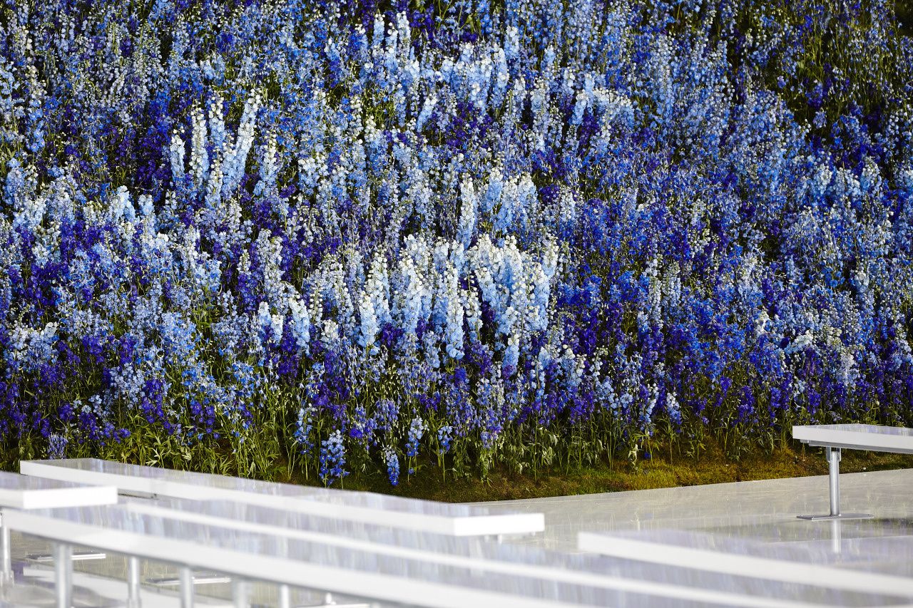 400 000 Delphiniums bleu  pour former  la plus belle salle de Paris lors du défilé Dior printemps 2016