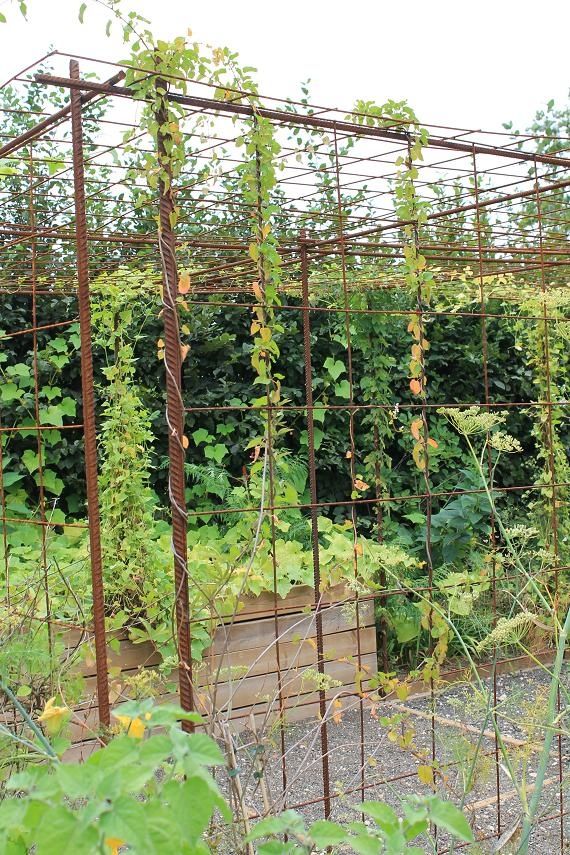 S'aménager un espace pour plantes grimpantes avec du fer à béton et  treillis soudé - passeur de plantes