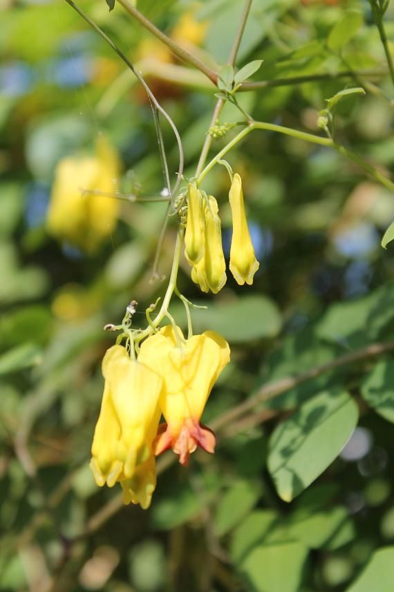 S'aménager un espace pour plantes grimpantes avec du fer à béton et treillis  soudé - passeur de plantes