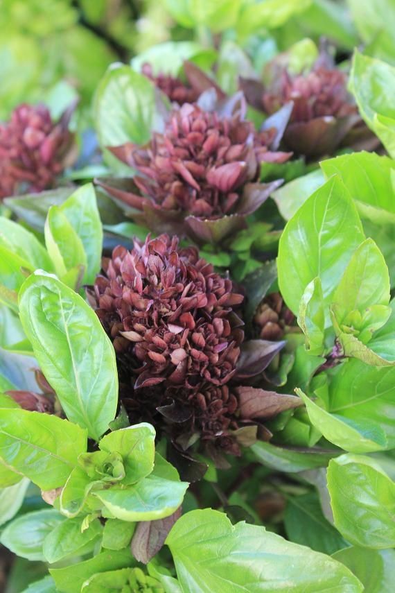 S'aménager un espace pour plantes grimpantes avec du fer à béton et treillis  soudé - passeur de plantes