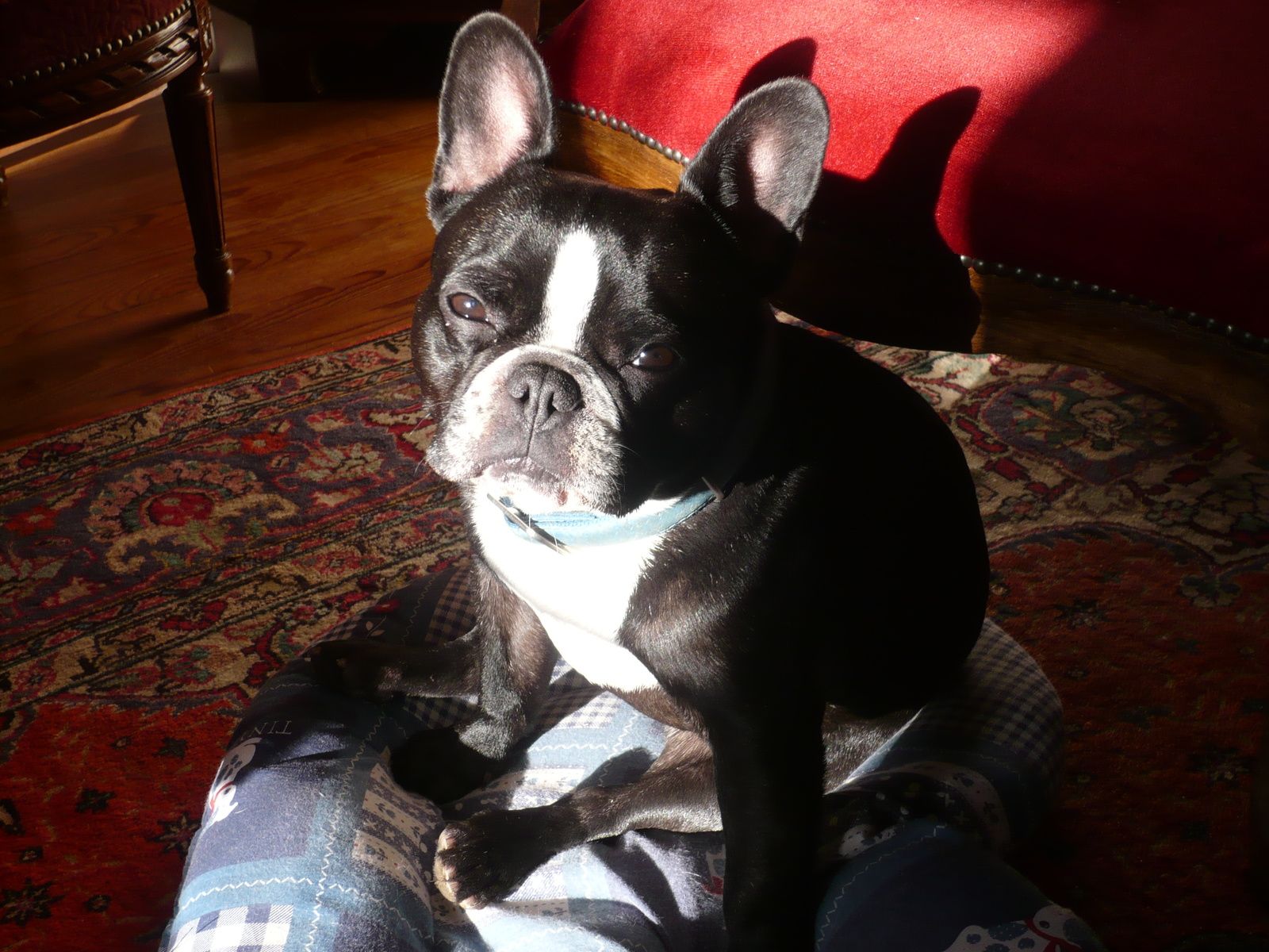 site de rencontre bouledogue francais