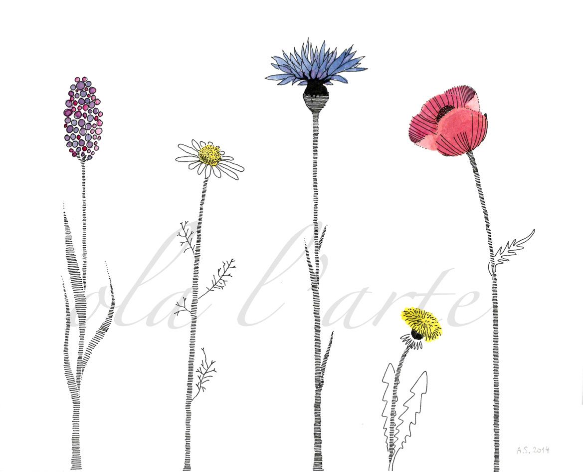 Fleurs Des Champs Aquarelle