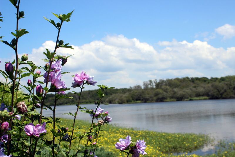  Les fleurs côté lac