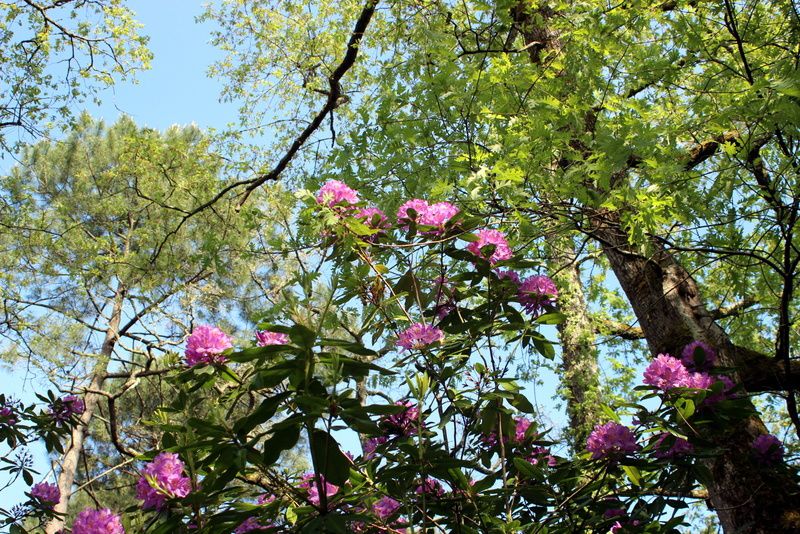 Les rhododendrons de Grenade