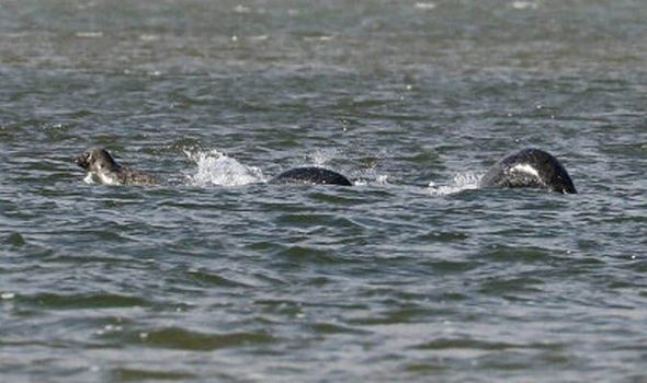 UNE PHOTO PRECISE DU MONSTRE DU LOCH NESS