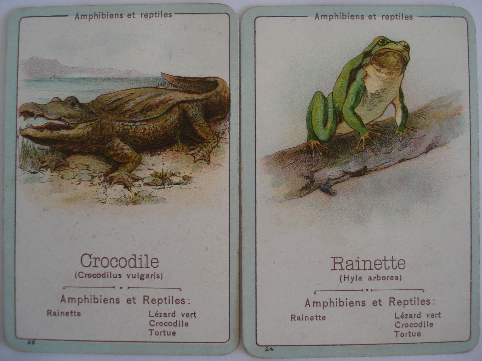 dans le jeu de quaternes " la zoologie" notre rainette est dans le groupe "amphibiens et reptiles " 