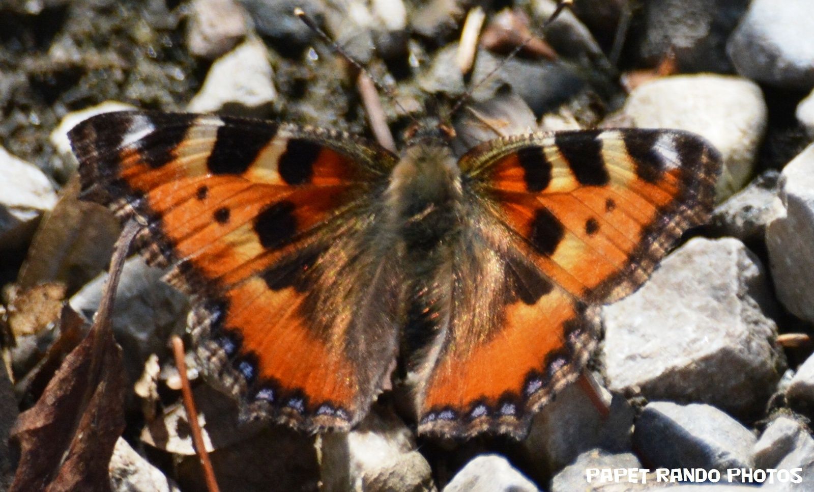 Une journée avec les Papillons & Insectes de mon jardin ...