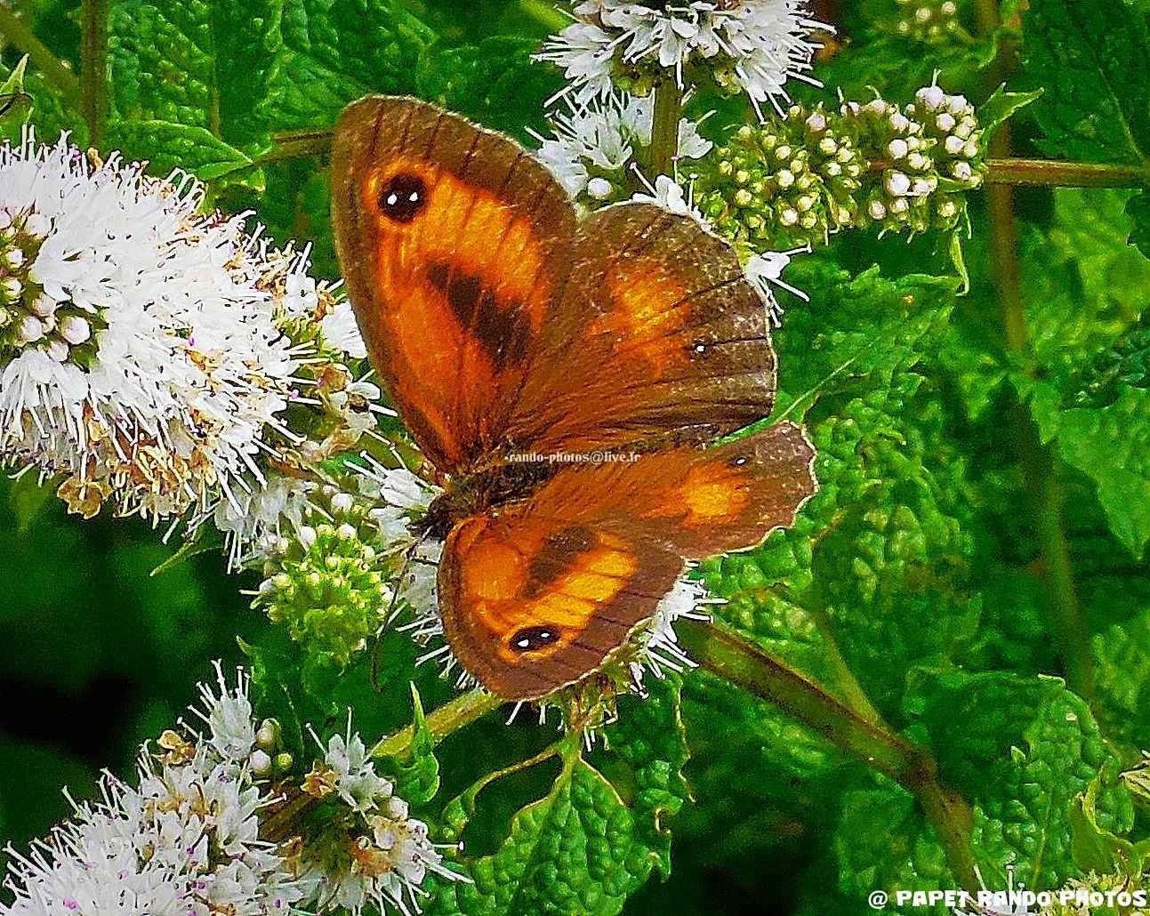 Une journée avec les Papillons & Insectes de mon jardin ...
