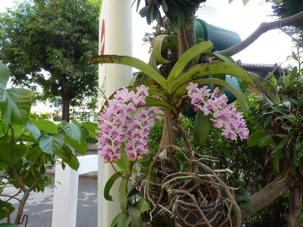 près d'un autre temple orchidées à gogo!!