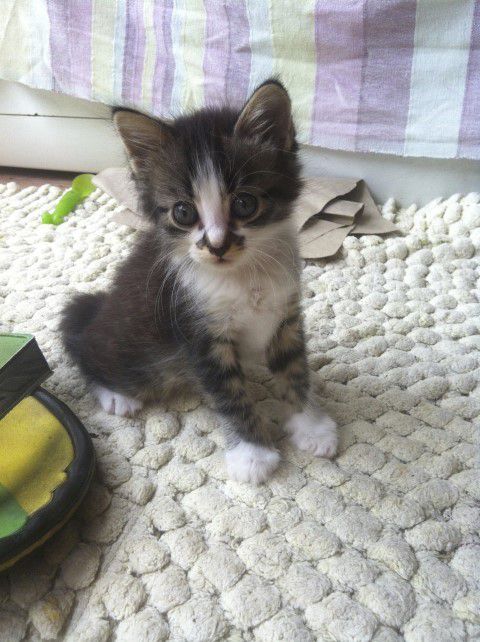 Chaton femelle s'appelle PLUME - 2 mois - adoptée - LE REFUGE DU PAPILLON