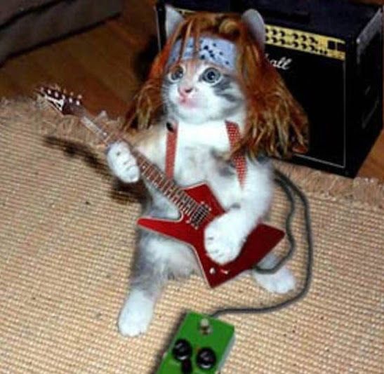chat six fours les plages