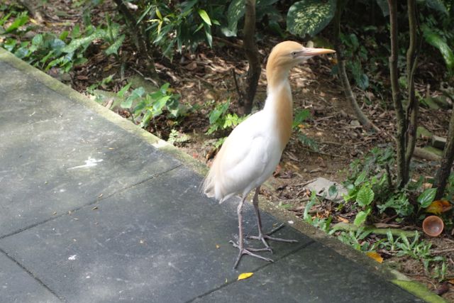 Le parc aux oiseaux de Kuala Lumpur