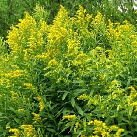 Fleurs jaunes vivaces hautes fleurs blanches ete