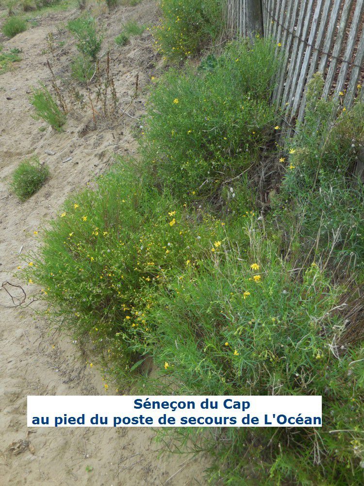 Plantes invasives à Saint Brevin
