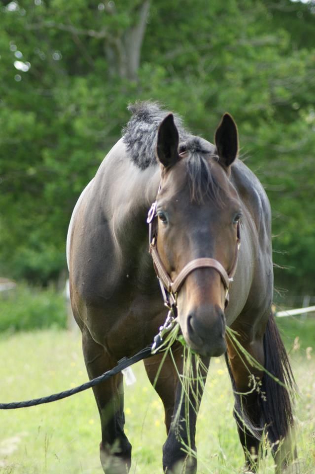 trotteur reforme