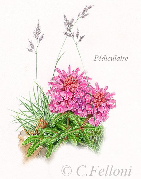 Une hémiparasite: la Pédiculaire